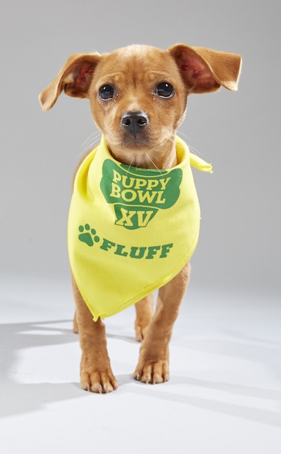 Puppy Bowl XV
